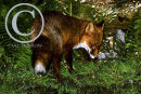 Red Fox